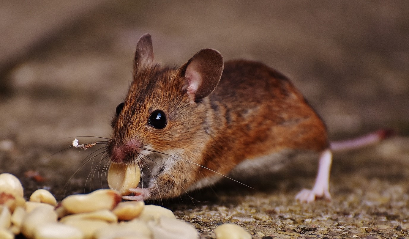 Household Mice Removal In East York 